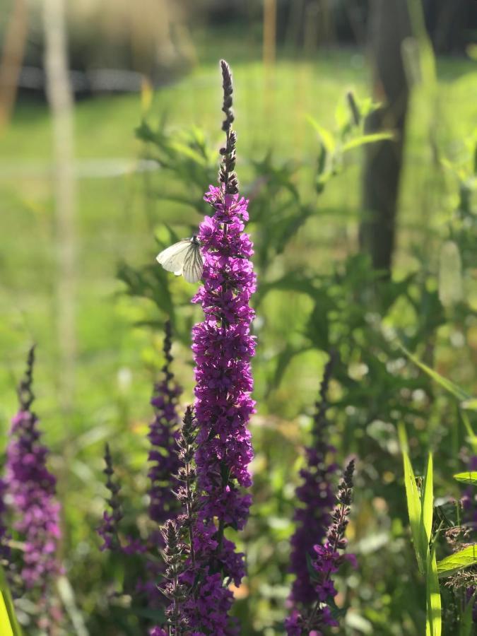 B&B 'T Landschap Boelenslaan Luaran gambar